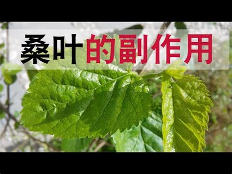 門前種桑樹|門前種植桑樹有什麼禁忌嗎？